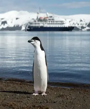 Antarctica Penguins