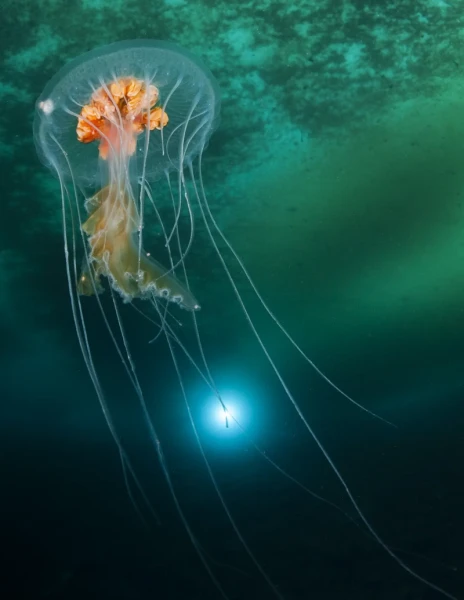 jellyfish